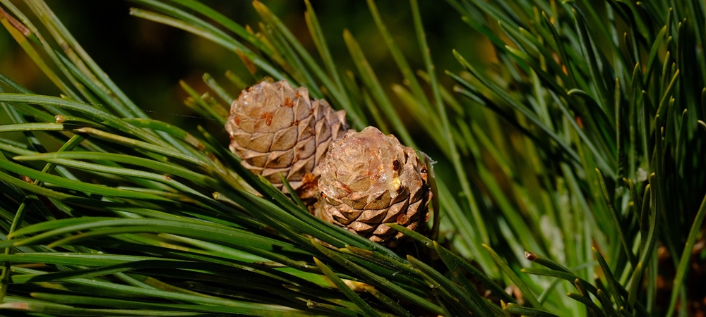 Bio-Lavendelöl + Zirbenholz